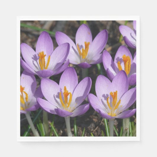 Sunny Paarse Crocuses Servet (Voorkant)