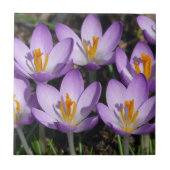 Sunny Paarse Crocuses Tegeltje (Voorkant)