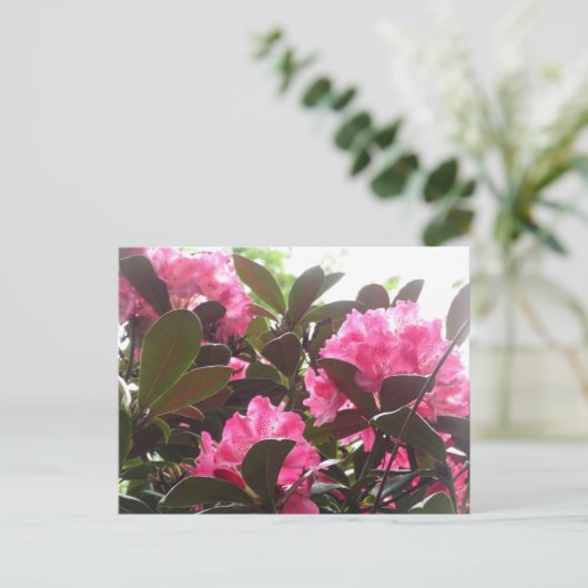Sunny Pink Rhododendron Flowers DIY Briefkaart (Staand voorkant)