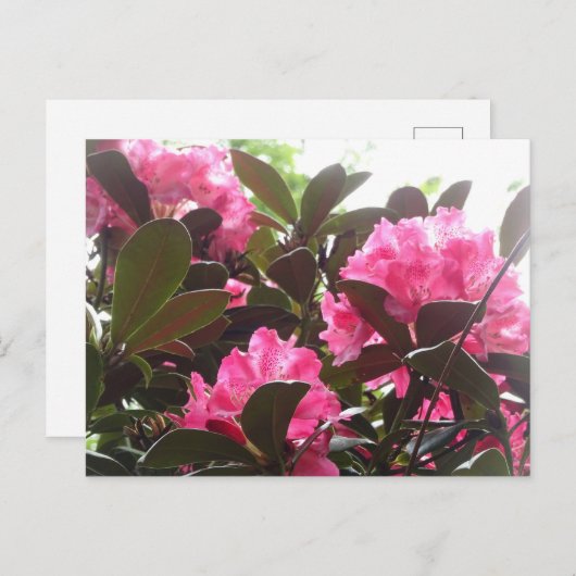 Sunny Pink Rhododendron Flowers DIY Briefkaart (Voorkant / Achterkant)