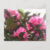 Sunny Pink Rhododendron Flowers DIY Briefkaart (Voorkant)