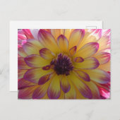 Sunny Pink Yellow Dahlia Close Up DIY Briefkaart (Voorkant / Achterkant)
