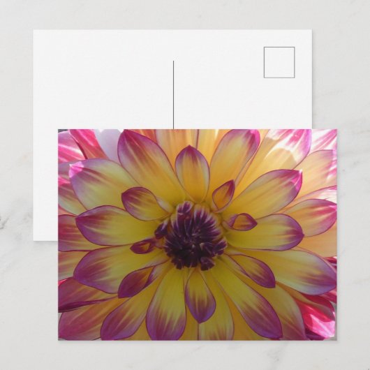 Sunny Pink Yellow Dahlia Close Up DIY Briefkaart (Voorkant / Achterkant)