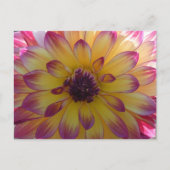 Sunny Pink Yellow Dahlia Close Up DIY Briefkaart (Voorkant)