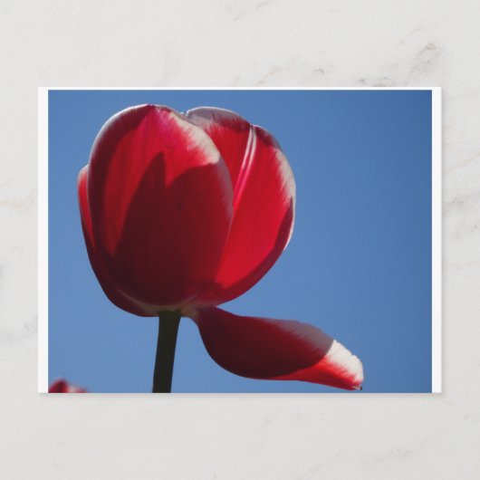 Sunny Red Tulip sluit het Briefkaart af (Voorkant)