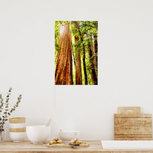 Sunny Redwood Trees Poster (Glossy)