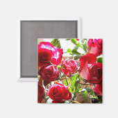 Sunny Rozen Square Magneet (Voorkant / Achterkant)