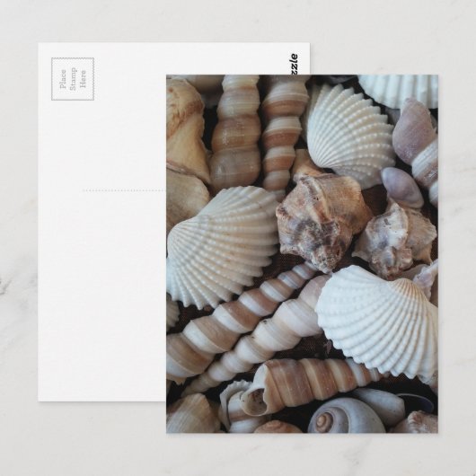 Sunny Seashells Collectie Natuur Briefkaart (Voorkant / Achterkant)