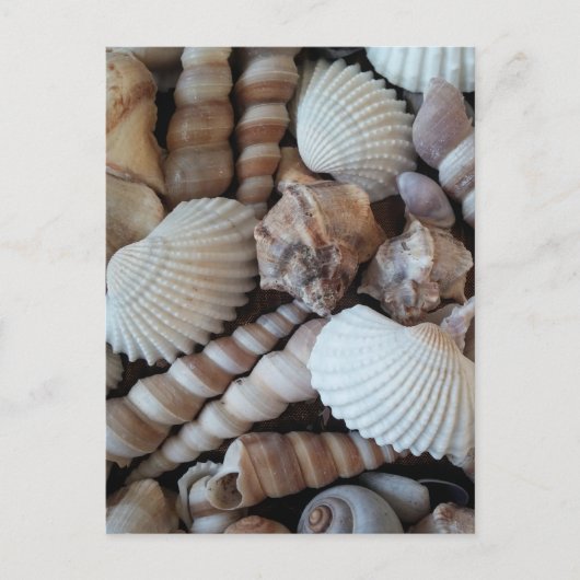Sunny Seashells Collectie Natuur Briefkaart (Voorkant)