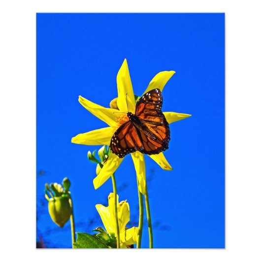 Sunny Side Up Foto Afdruk (Voorkant)