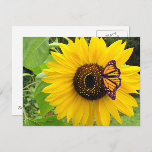 Sunny Summer Postcard Briefkaart (Voorkant / Achterkant)