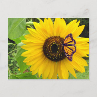 Sunny Summer Postcard Briefkaart