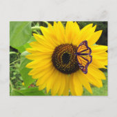 Sunny Summer Postcard Briefkaart (Voorkant)