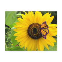 Sunny Summer Postcard