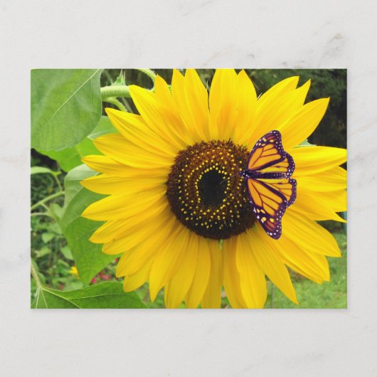 Sunny Summer Postcard Briefkaart (Voorkant)