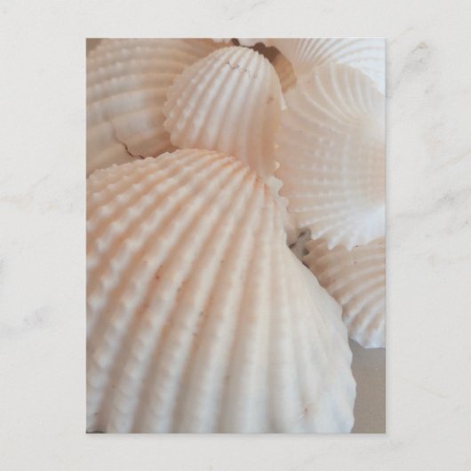 Sunny Summer Seashells. Romantisch, exotisch tropi Briefkaart (Voorkant)