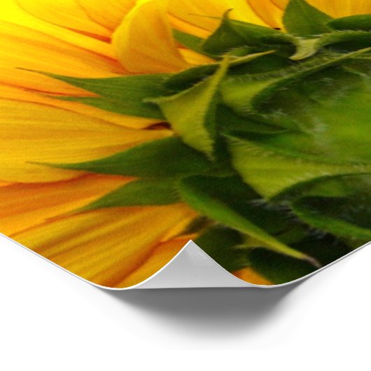 Sunny Sunflower Print (Hoek)