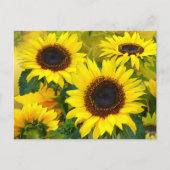 Sunny Sunflowers Briefkaart (Voorkant)