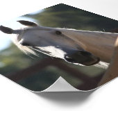 Sunny the Arabian Horse poster (Hoek)