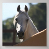 Sunny the Arabian Horse poster (Voorkant)