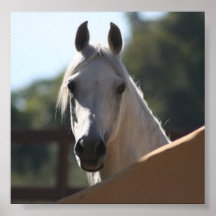 Sunny the Arabian Horse poster