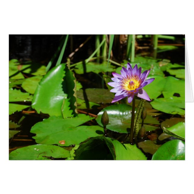 Sunny Water Lily (Voorkant Horizontaal)