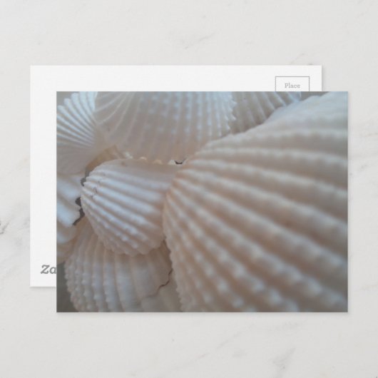 Sunny White Seashells, Zee Shell Beach Summer Love Briefkaart (Voorkant / Achterkant)