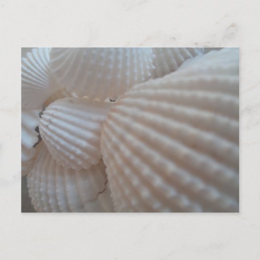 Sunny White Seashells, Zee Shell Beach Summer Love Briefkaart (Voorkant)