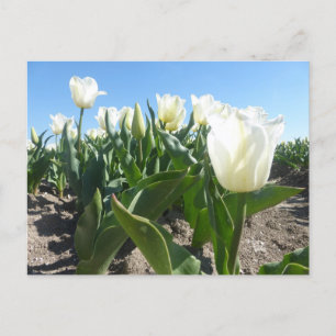 Sunny White Tulps Field DIY Briefkaart