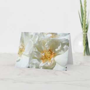 Sunny White Wild Rozen Floral Photography Card Kaart