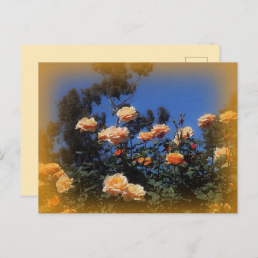 Sunny Yellow Rose Briefkaart (Voorkant / Achterkant)