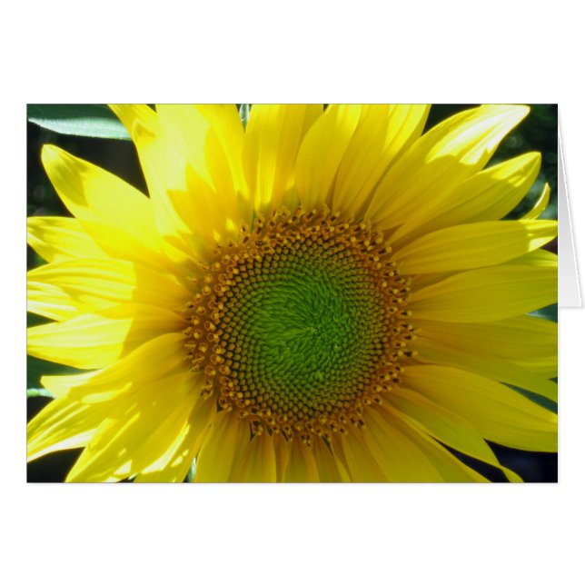 Sunny Yellow Sunflower Blank (Voorkant Horizontaal)