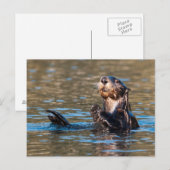 Sunny Zee Otter Briefkaart (Voorkant / Achterkant)