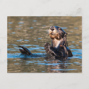 Sunny Zee Otter Briefkaart