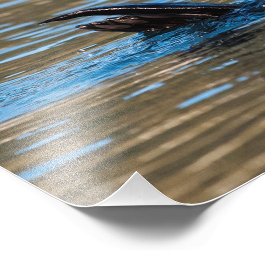 Sunny Zee Otter Foto Afdruk (Hoek)