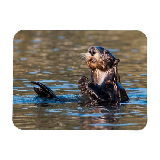 Sunny Zee Otter Magneet (Horizontaal)