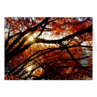 Sunrise aan de Cox Arboretum in Dayton, Ohio