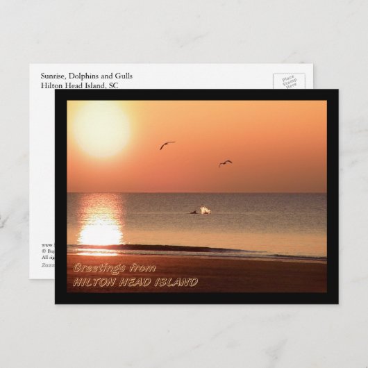 Sunrise, Dolphins en Gulls Briefkaart (Voorkant / Achterkant)