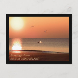 Sunrise, Dolphins en Gulls Briefkaart