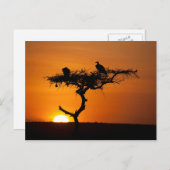 Sunrise in de Masai Mara, Kenia Briefkaart (Voorkant / Achterkant)