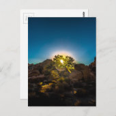 Sunrise Joshua TreeNational Park Briefkaart (Voorkant / Achterkant)