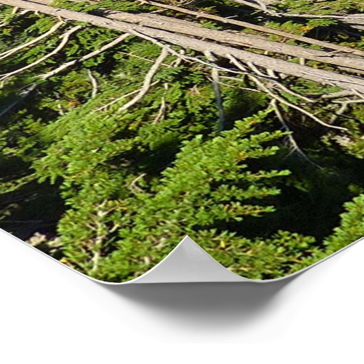 Sunrise Lake van Boven op Mount Rainier Park Poster (Hoek)