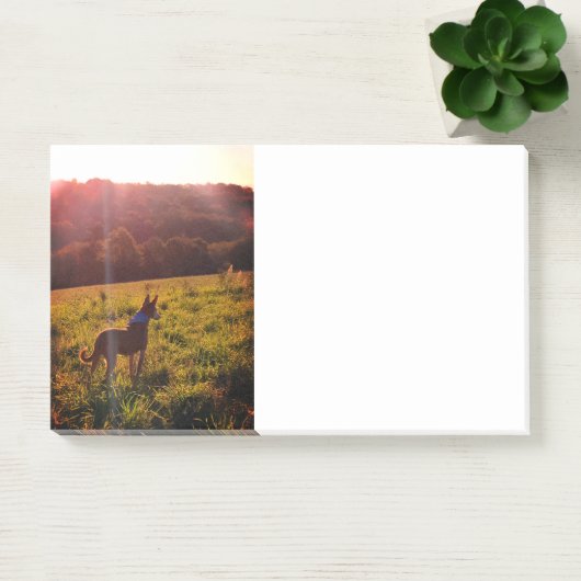 Sunrise Landschap met Dog Post-it® Notes (Kantoor)