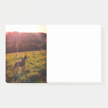 Sunrise Landschap met Dog