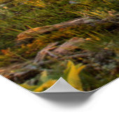 Sunrise Lights Blackleaf Canyon 2 Poster (Hoek)