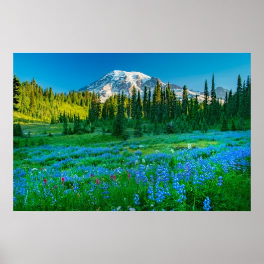 Sunrise Lupine en Mount Rainer Poster (Voorkant)
