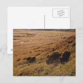 Sunrise On Bison Briefkaart (Voorkant / Achterkant)