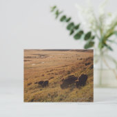 Sunrise On Bison Briefkaart (Staand voorkant)