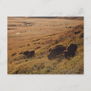Sunrise On Bison Briefkaart