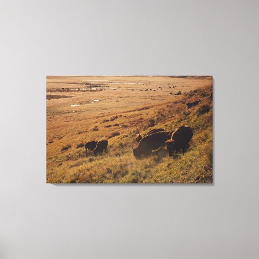 Sunrise On Bison Canvas Afdruk (Voorkant)